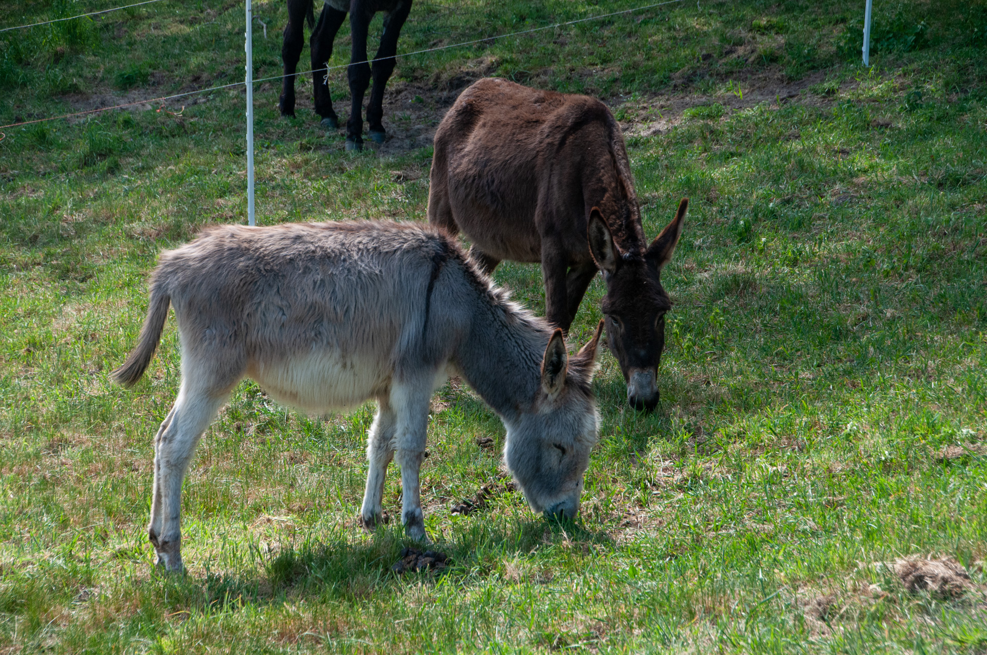 Meggi (braun) & Nele (hell = Tochter) 